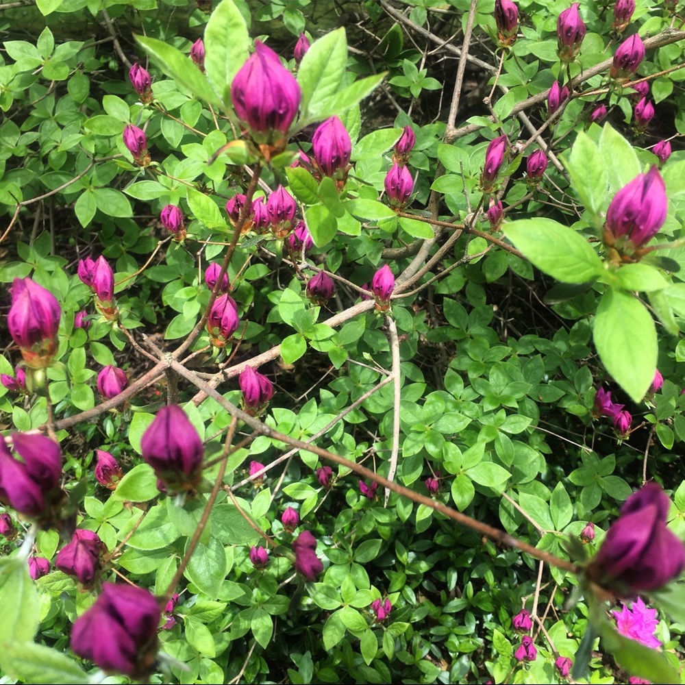 Meet your Posher, Ariane